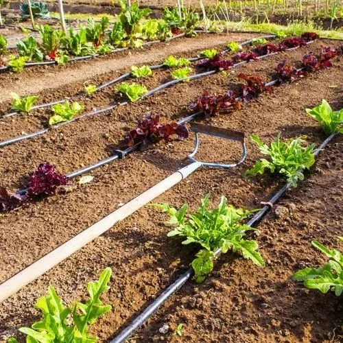 Продуктивно зеленчуково градинарство с капково напояване